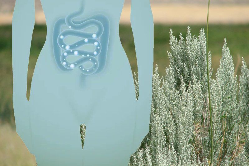 Artemisa, una esencia digestiva, especial para toda mujer