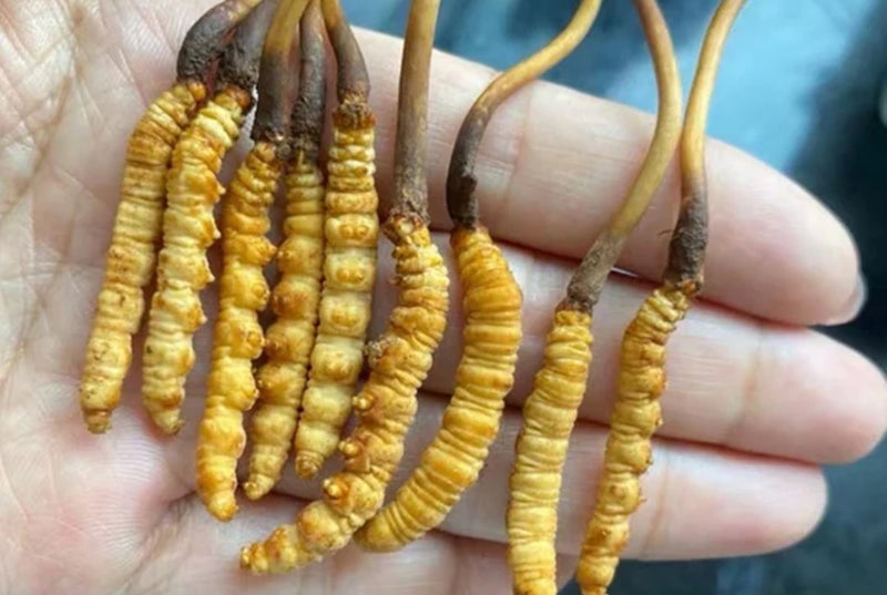 Protege tu cuerpo e impulsa tu poder interior con Cordyceps