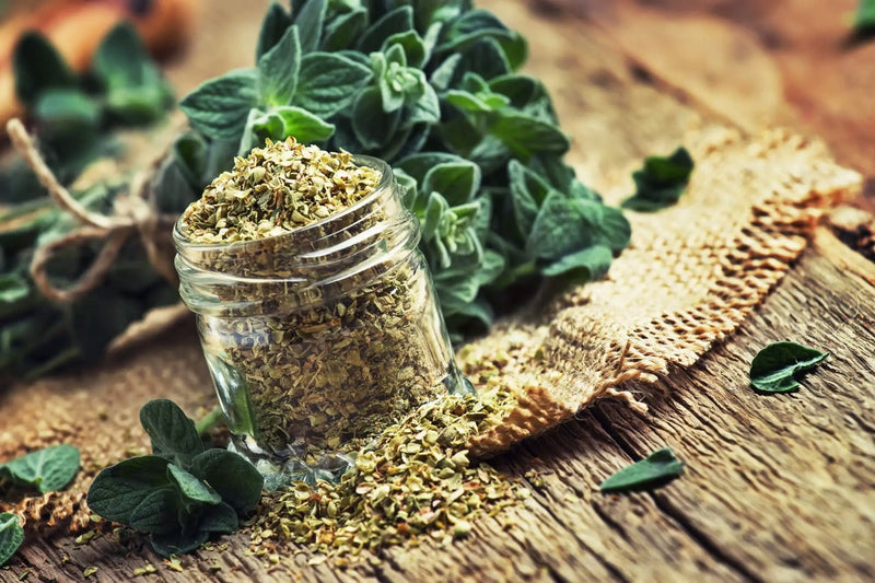Orégano, una especia digestiva, que se convierte en curativa