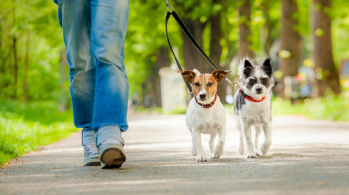 Reduce tu estrés y el de tu mascota