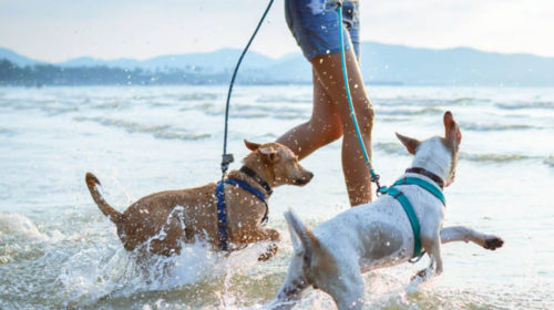 Disfruta de las playas con tus perros