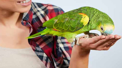 Cómo tratar a las aves si son tus mascotas