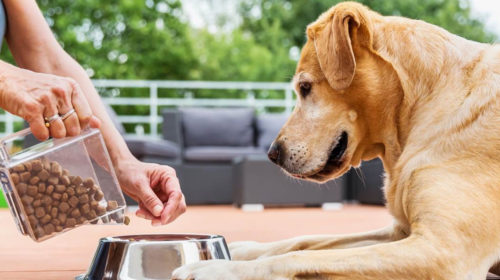 Cómo alimentar a tu perro
