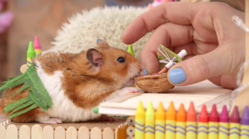 ¿Es un hámster la mascota adecuada para ti?