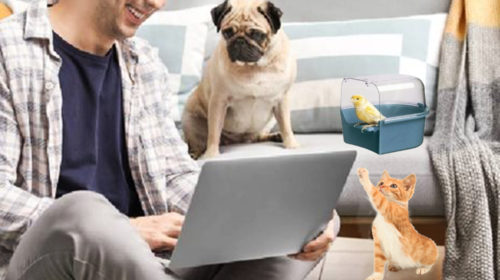 Hacer feliz a tu mascota durante todo el año