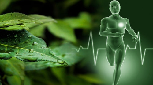 Los efectos antiinflamatorios de la quercetina