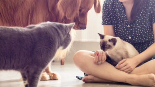 Adoptar una mascota te hace feliz y saludable