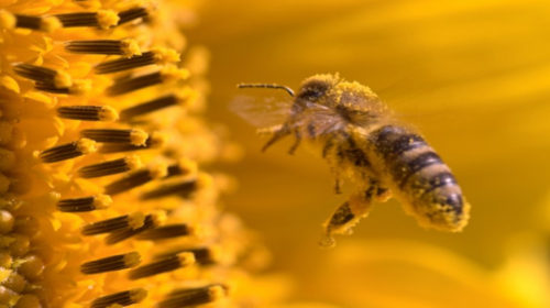 El polen de abeja, un alimento multifuncional