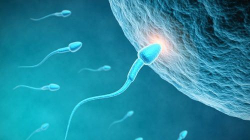 Los probióticos pueden influir en la fertilidad