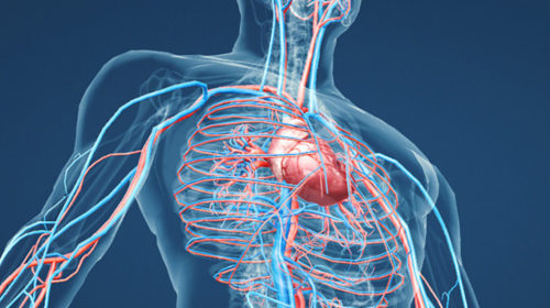 La salud del sistema circulatorio