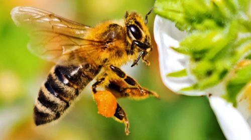 Aumenta tu energía y combate el estrés con polen de abeja