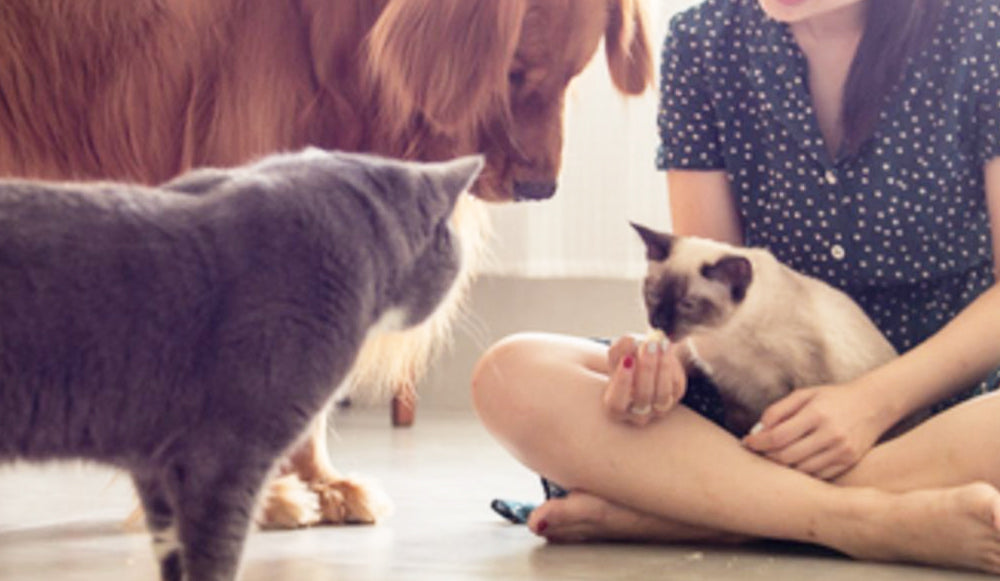 Adoptar una mascota te hace feliz y saludable