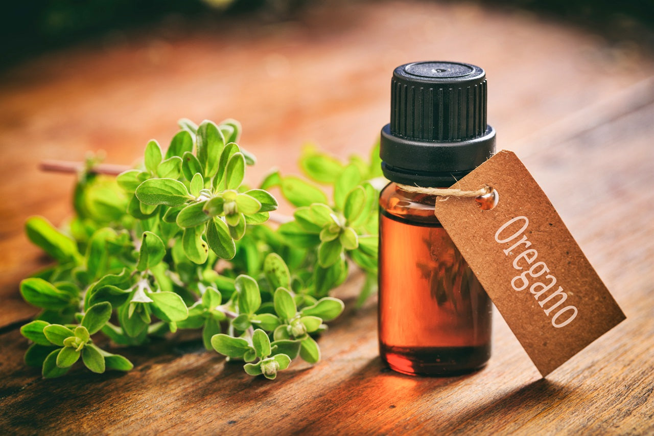El aceite de orégano, uno de los mejores antibióticos naturales con poder antiinflamatorio