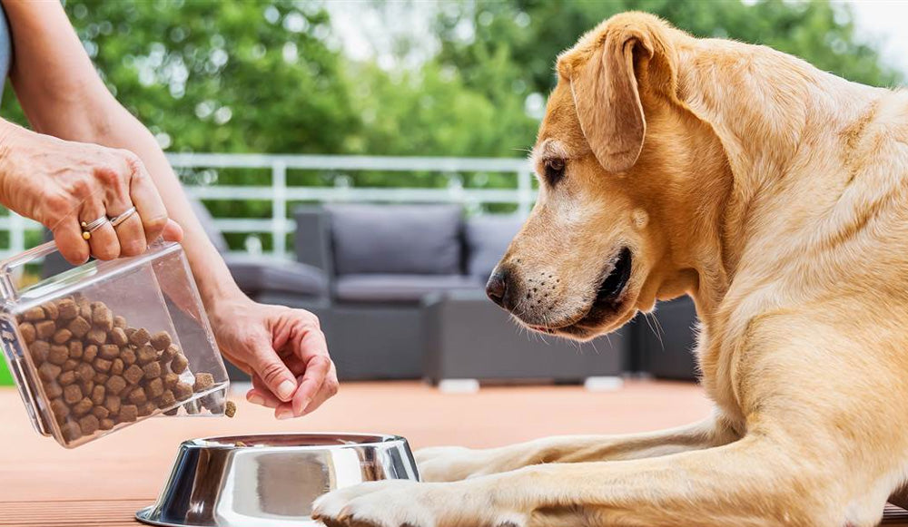 Cómo alimentar a tu perro