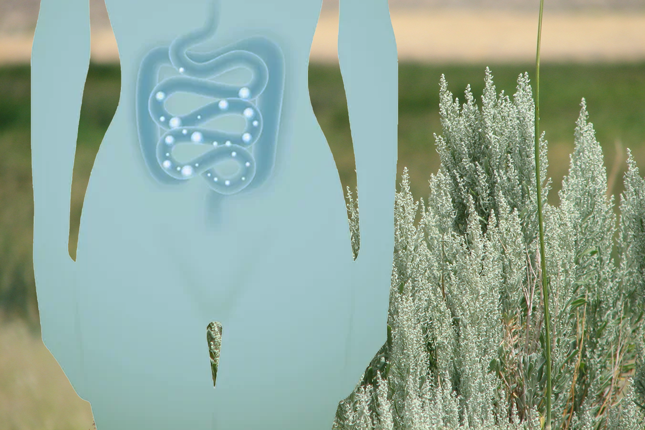 Artemisa, una esencia digestiva, especial para toda mujer