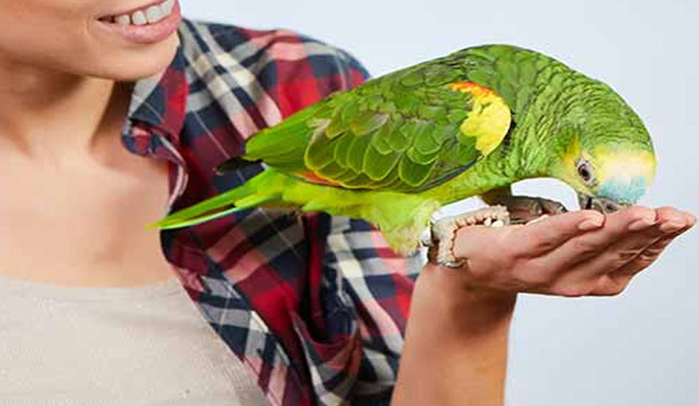 Cómo tratar a las aves si son tus mascotas