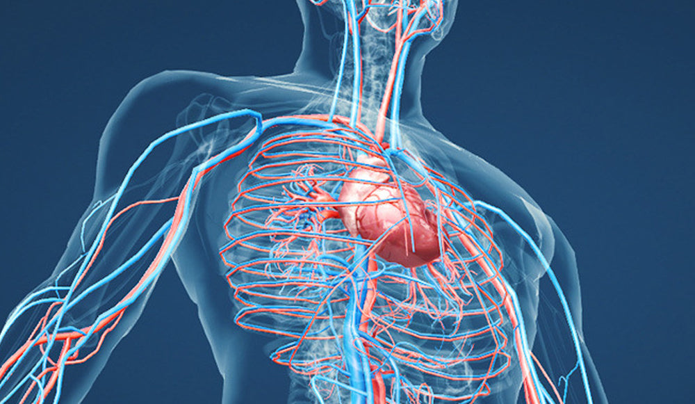 La salud del sistema circulatorio
