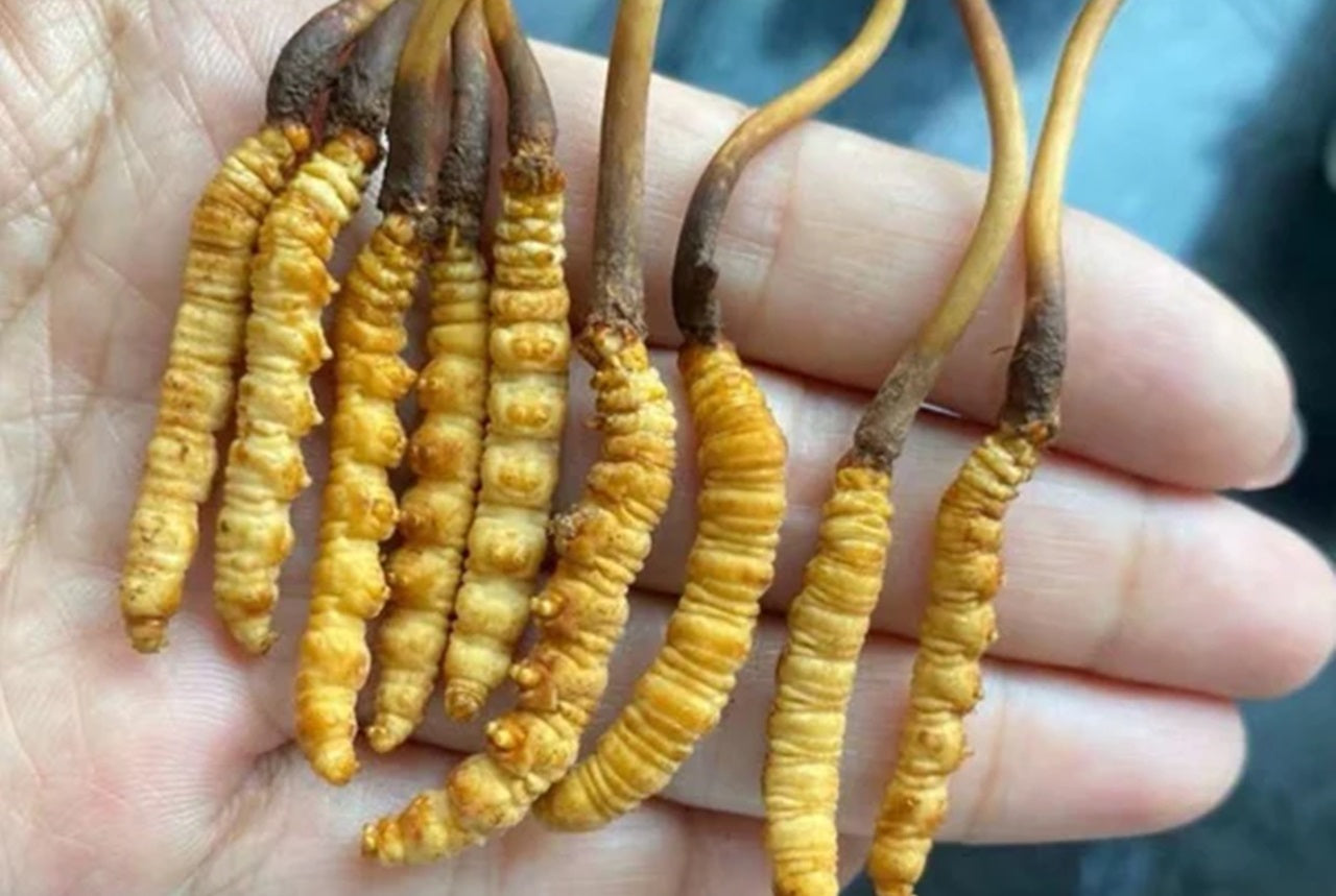 Protege tu cuerpo e impulsa tu poder interior con Cordyceps