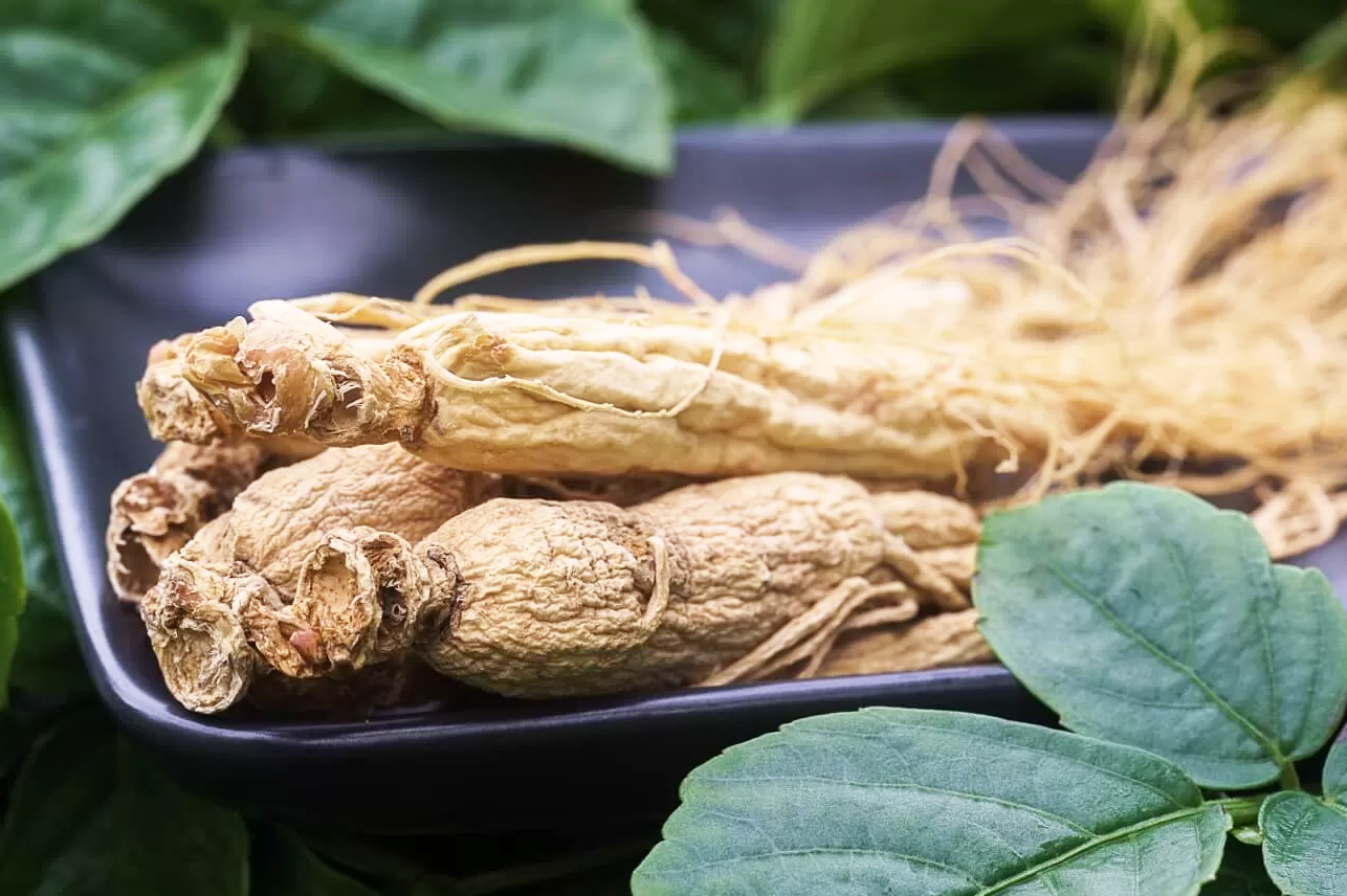 Ginseng siberiano, el energético que calma el estrés y ofrece bienestar