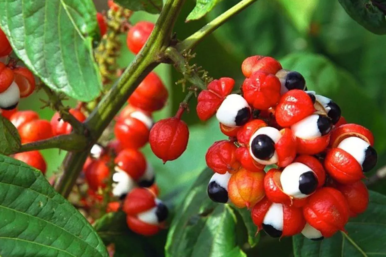 Guaraná, el energético sin estimulante con multifunciones