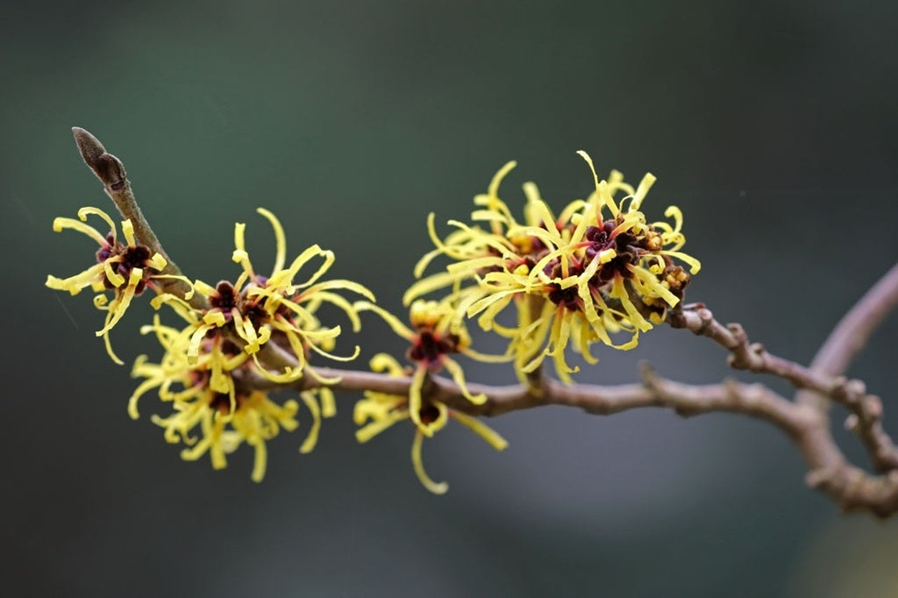 Hamamelis, el antiinfeccioso para la piel y la circulación