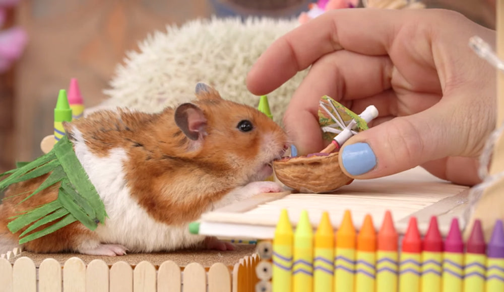 ¿Es un hámster la mascota adecuada para ti?