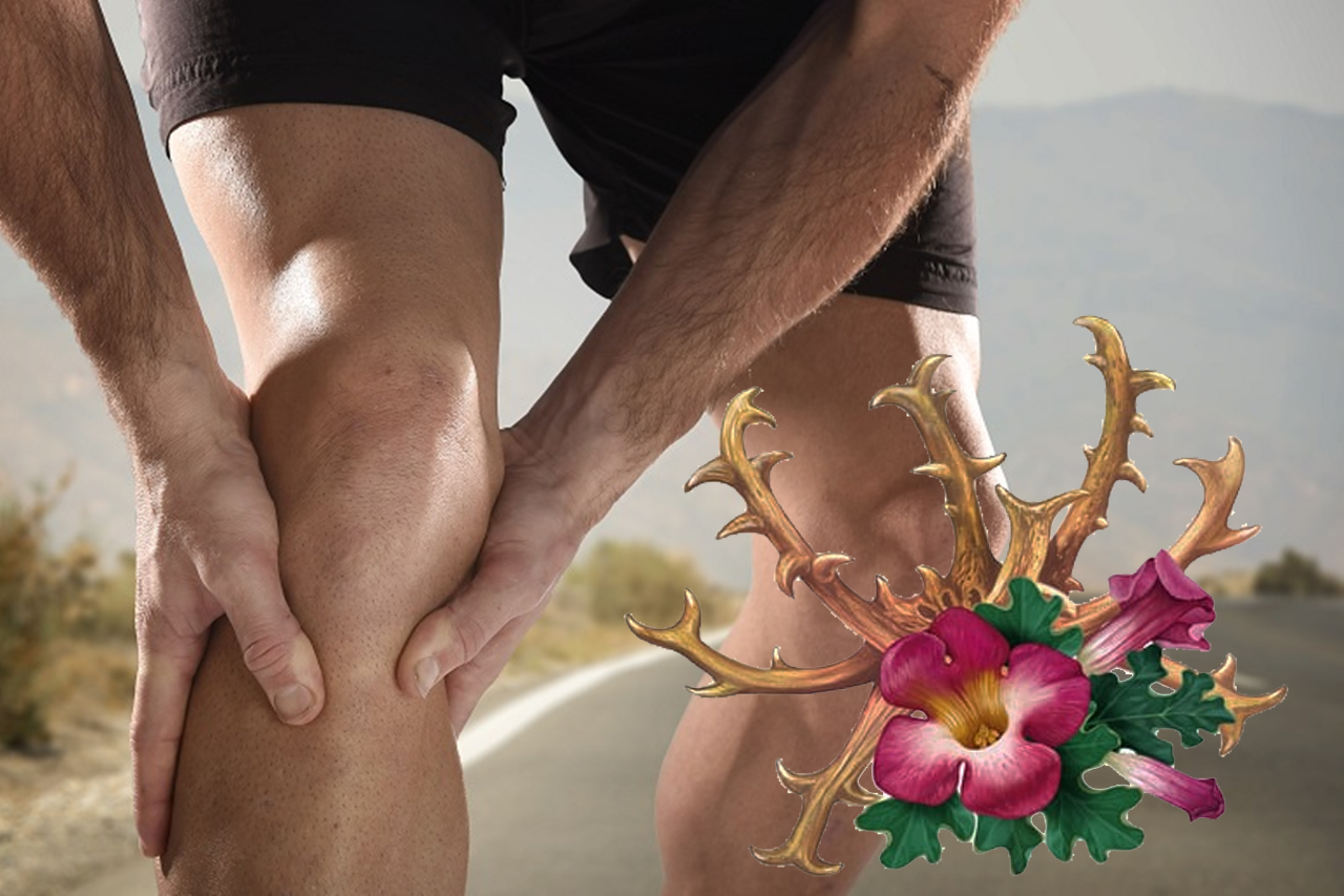 Tonifica tu cuerpo, reduciendo los dolores con harpgofito