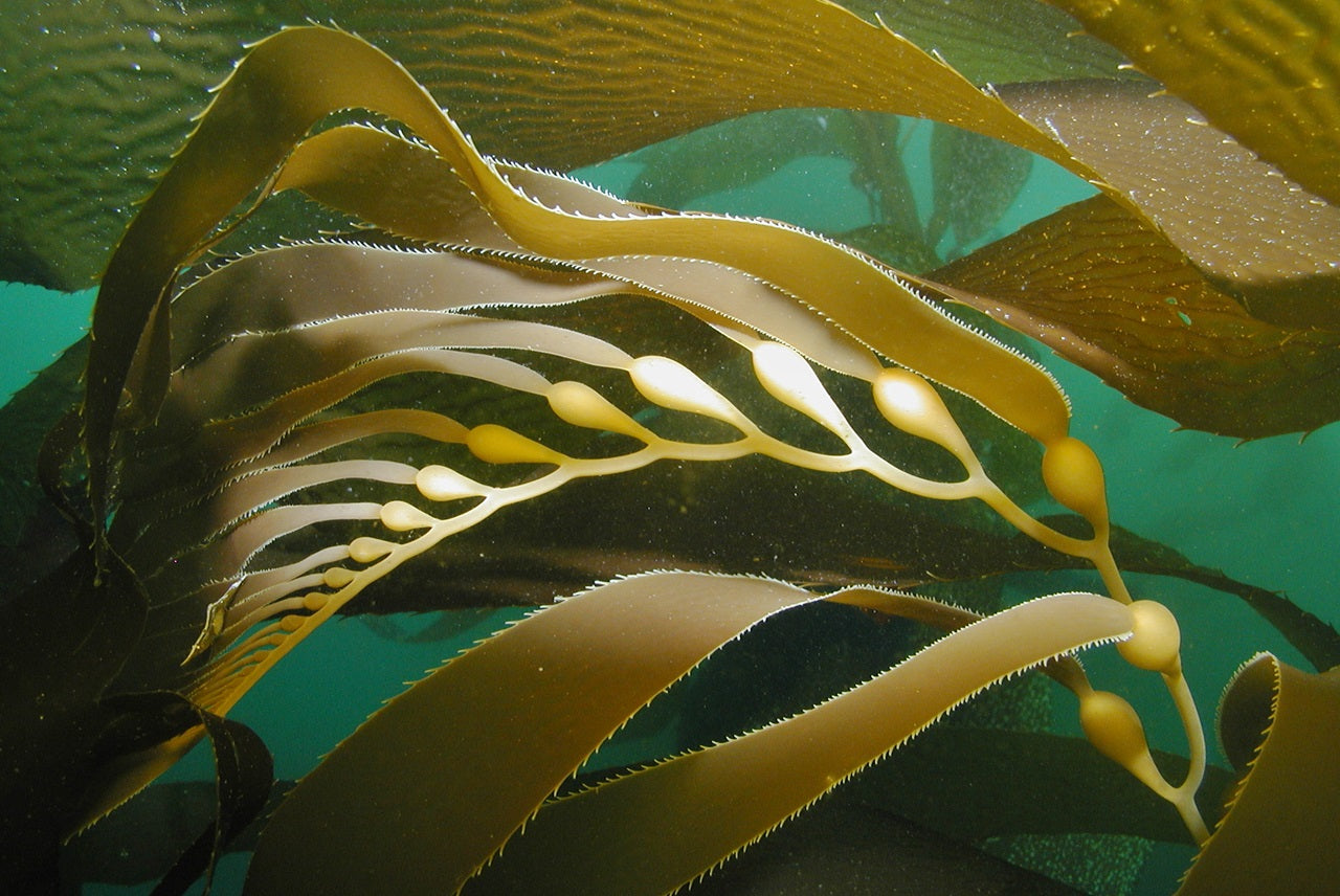 Kelp, las algas pardas que puede ser un superalimento o un gran cosmético