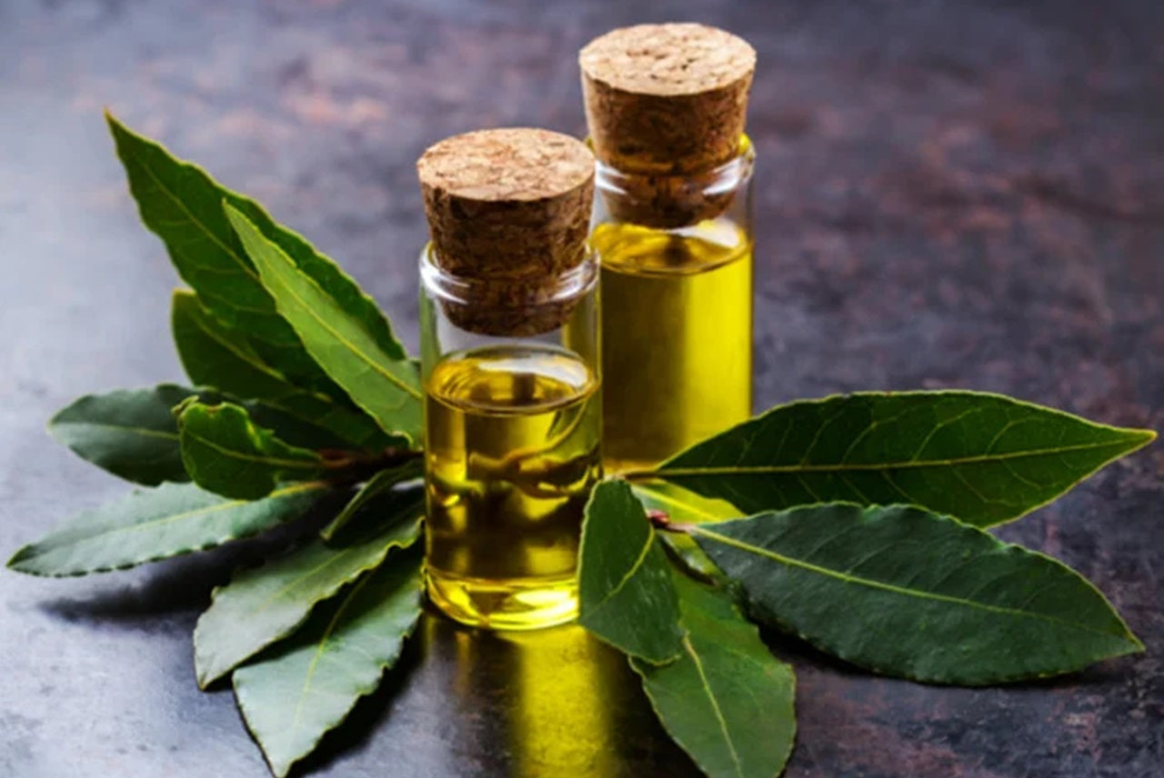 El aromático laurel, funciona como digestivo y antiinflamatorio