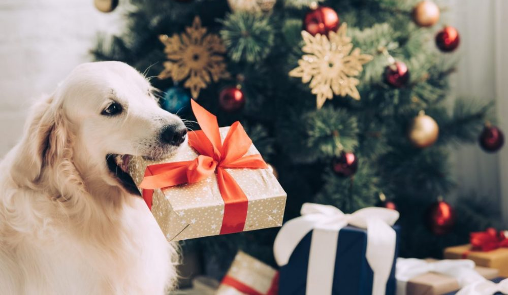 Consiente a tu mascota unas felices fiestas