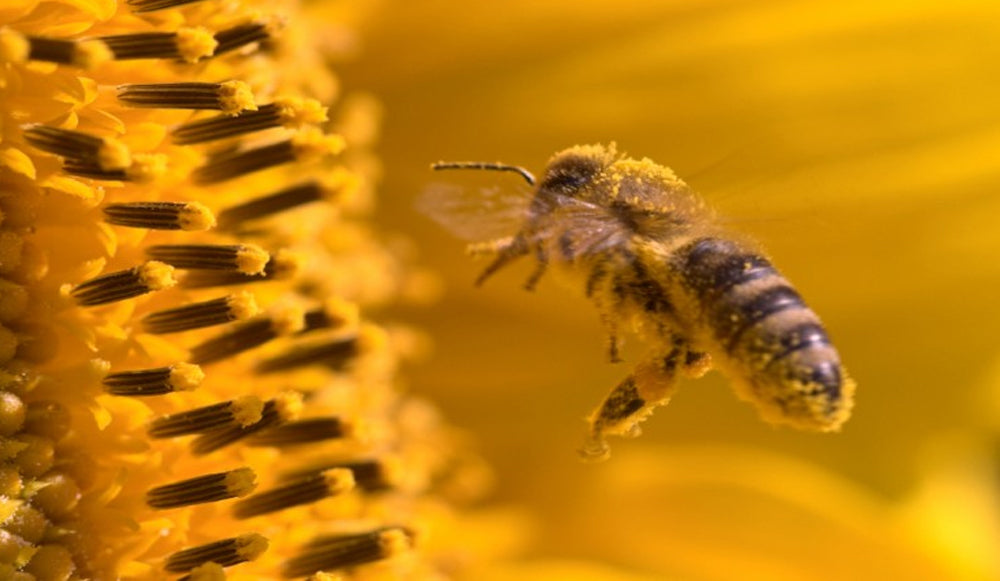 El polen de abeja, un alimento multifuncional