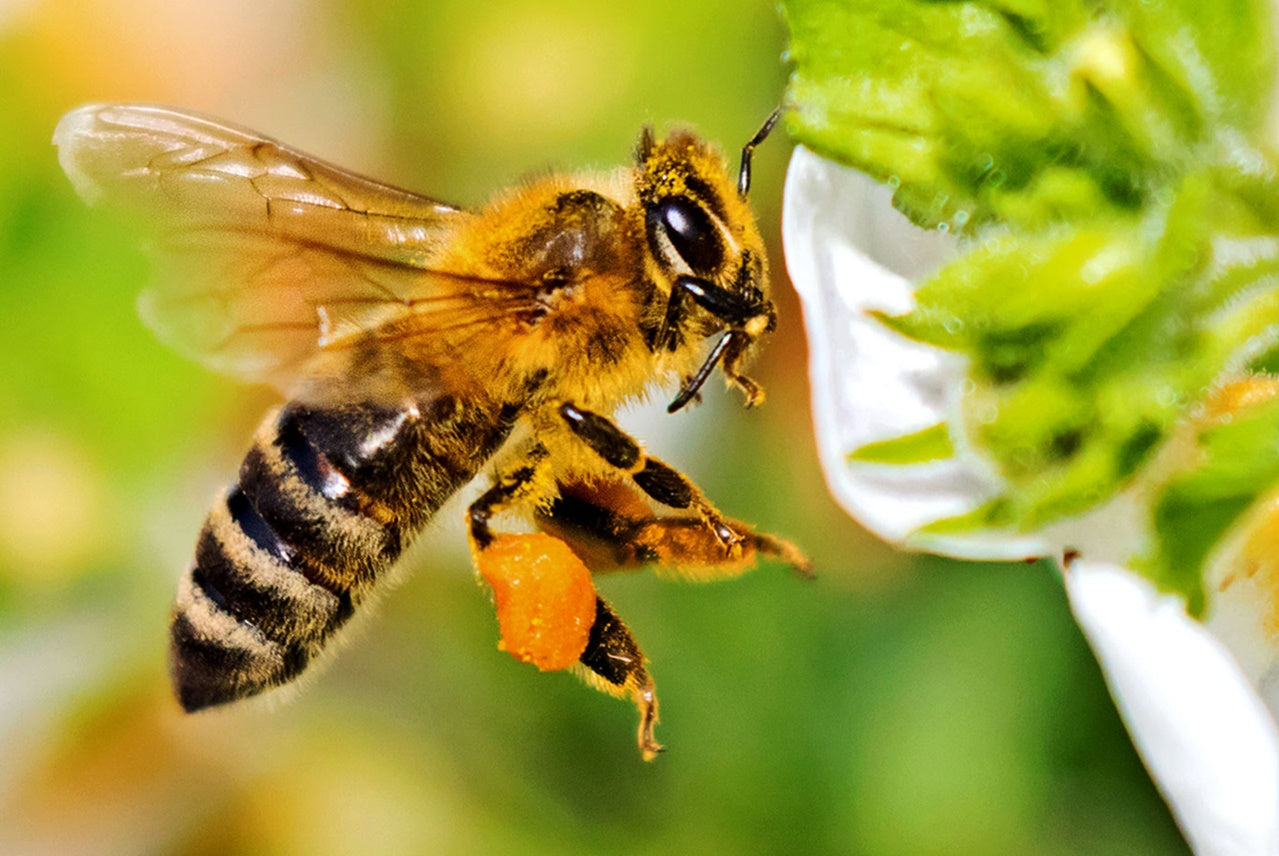 Aumenta tu energía y combate el estrés con polen de abeja