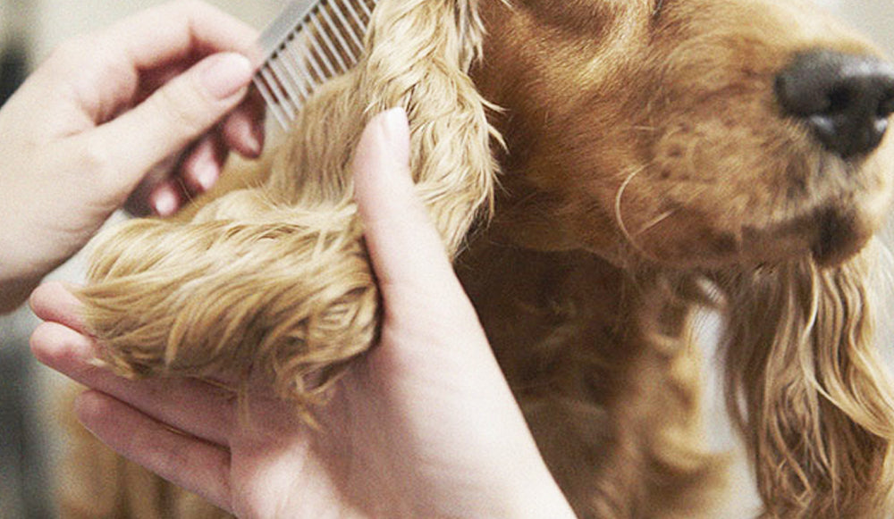 Pulgas: debes proteger a tu mascota en verano