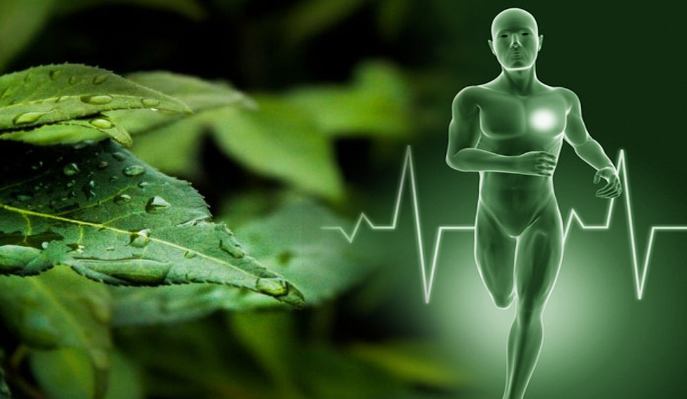 Los efectos antiinflamatorios de la quercetina
