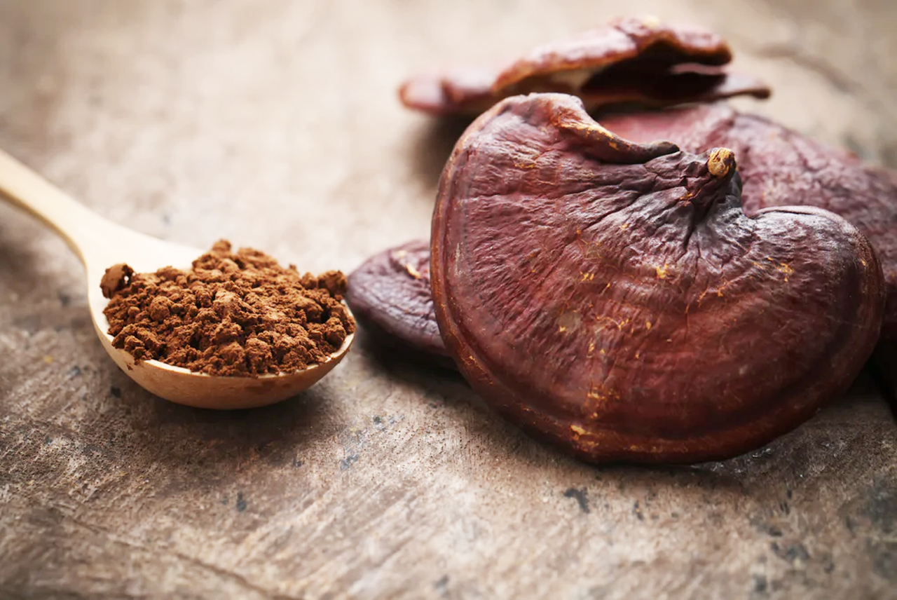 Reishi, el inmunomodulador del cuerpo y del bienestar
