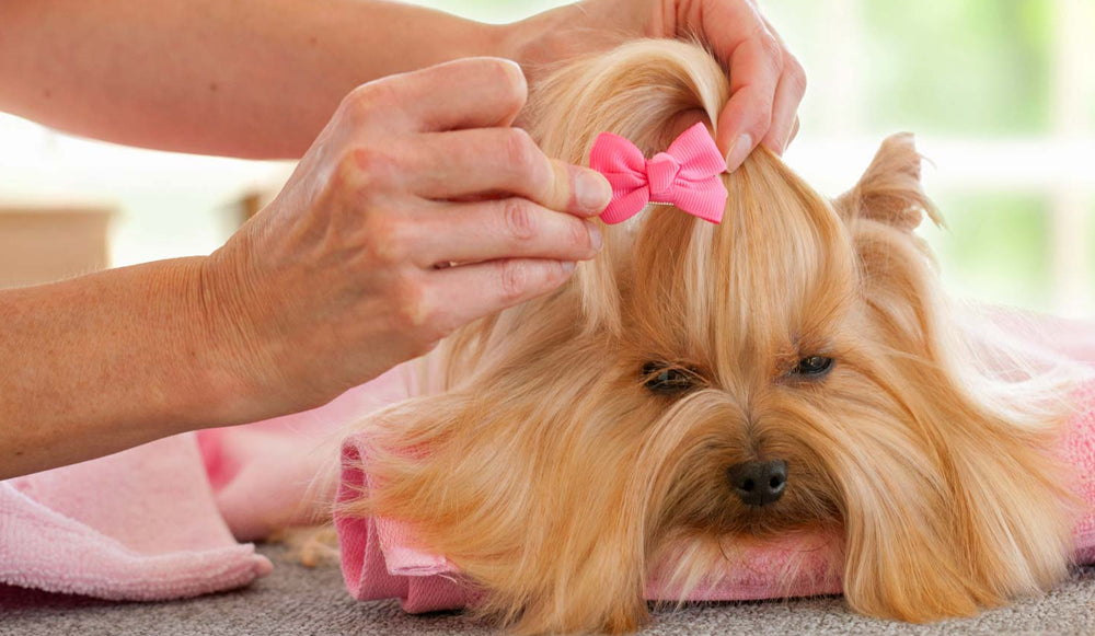 Monta un spa canino en casa
