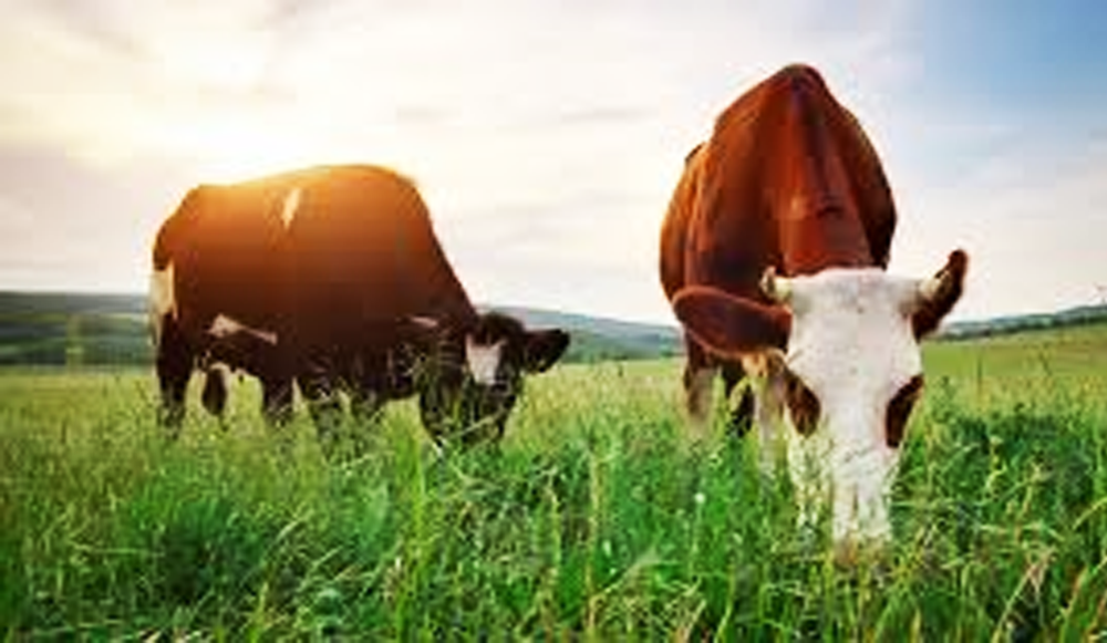 ¿Es mejor la carne de res alimentada con pasto?