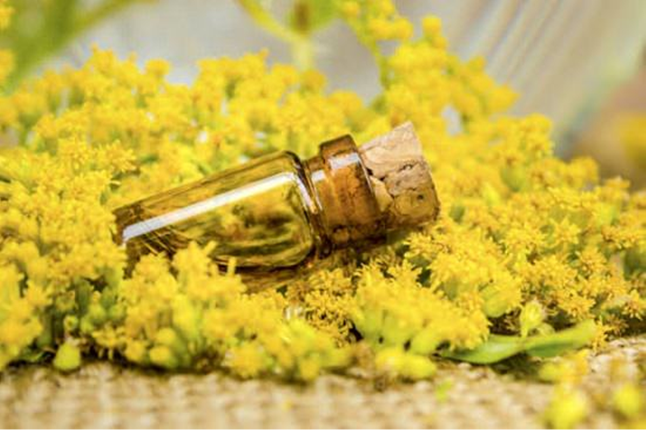 Vara de oro, el antinflamatorio antienvejecimiento, para las vías urinarias